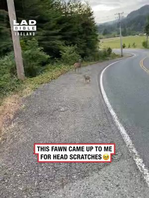 I think I have a pet fawn now 🦌 🎥 @viralhog #ireland #irish #irishnews #viral #animals