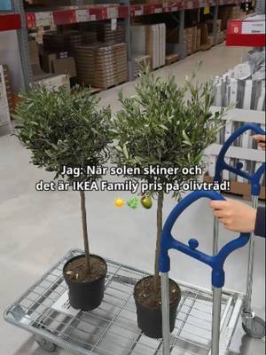☀️ + 🫒 = Sant! 💛  Team olivträd: JA eller JA? 😍 Passa på! OLEA EUROPAEA Olivträd, 22 cm för IKEA Family pris 199:- (pris utan medlemskap/tidigare lägsta pris: 249:-). Erbjudandet gäller 27/4 - 10/5 2026, så länge lagret räcker, för dig som är (eller blir) IKEA Family medlem. #IKEASverige #olivträd #växter #sol #vår‌