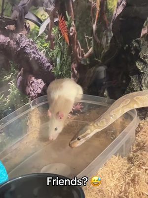 Mouse and snake? Friends 😅 (🎥:Bracexface.re. & Quisecobainn/ig) 