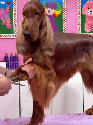 He is literally shining  . #dogs #doggrooming #irishsetter