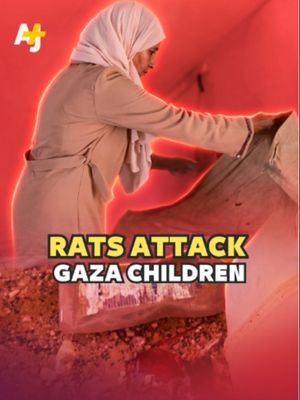 “We are suffering from two wars. The war of bombs, and the war of rats.” Rats have overrun Gaza's displacement camps – biting children as they sleep, spreading disease and destroying what little people have left. #Gaza #Israel #Occupation #Palestine #Sanitation