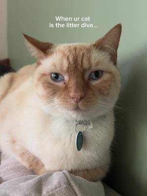 should’ve named her miranda by the way she’s making sure i use fresh step #catmom #catlitter #devilwearsprada2 #funnycatvideos 