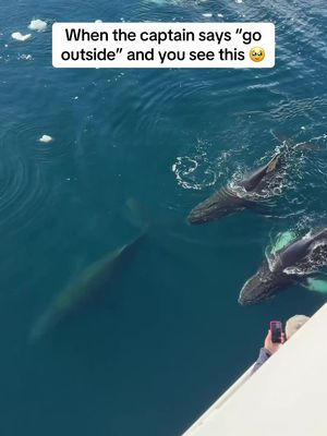 Views right off the side of our expedition ship in Antarctica 😭🐋 @Quark Expeditions 