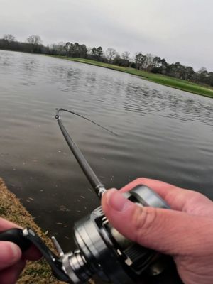 WHAT DID I CATCH⁉️⁉️ • • #fishing #fishtok #viral #fyp #swimbait 