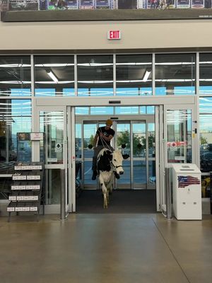 Trying to shop at @D&B Supply with Buttons! #cow #brucethecow #farm #animals