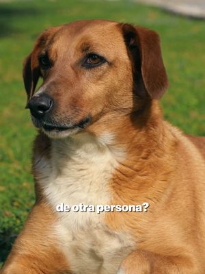 🐕 ¿Te mordió el perro de otra persona? ¡No cometas este error común! 🚨⚖️ La mayoría de la gente solo pide el número de teléfono del dueño y se va. Pero, legalmente, ese dato no es suficiente. Para obtener la compensación que mereces, necesitas su dirección de casa. 🏠🔍 ¿Por qué es tan importante? 🛡️ Generalmente, no demandas al dueño directamente, sino a su póliza de seguro de propietario. 📄 Para acceder a esa póliza y formalizar tu reclamación, la dirección física es obligatoria. 💸 Sin este detalle, podrías quedarte sin recibir nada para cubrir tus gastos médicos y trauma. Ya sea que hayas sufrido un accidente, una lesión laboral o estés lidiando con trámites migratorios, mereces a alguien que te apoye.  En Brooks Law, ayudamos a personas reales a superar algunos de los momentos más difíciles de la vida. Nuestras consultas son siempre GRATUITAS y lo primero que hacemos es escucharte. Envíanos un mensaje de texto o llámanos al 617-245-8090 para reservar tu consulta hoy mismo. 🛡️💼 #SeguridadYJusticia #LesionesPersonales #BrooksLaw #AbogadoInmigracion #TipsLegales