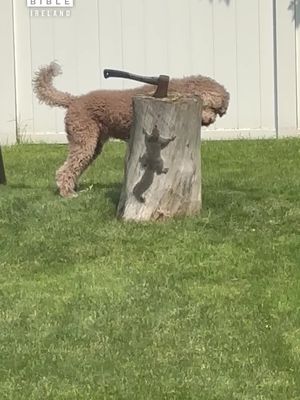 Is this the smartest squirrel ever or the dumbest dog? 😂 🎥 @viralhog #Ireland #irish #trending #irishhumour #dogs