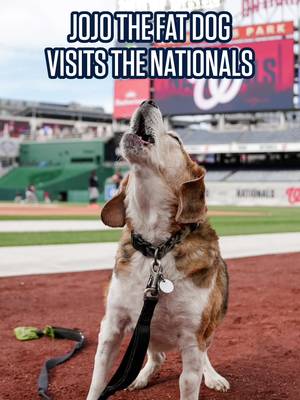 barking noises intensify @Edwin Chen #dog #funny #viral 