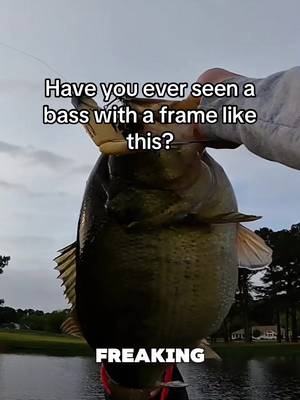 How much do you think it weighed⁉️ • • #fyp #fishtok #viral #bassfishing #florida 