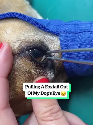 Pulling A Foxtail Out Of My Dog's Eye 👁️😨