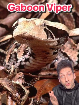 The definition of a danger noodle 👀 #gaboonviper 