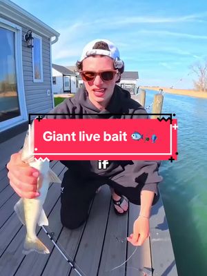 I Fished GIANT Live Bait 🐟🎣 #fishing 