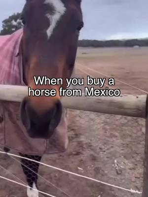 Horses from Mexico are a different breed 😍😂 #caballo #horse #mexico 