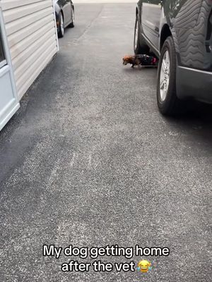 Doggo knows how to drift🤣 (🎥:Samantha.Breininger/ig)