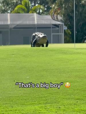 Would you play the hole? 🫣 #golf #gator #golfing #alligator #scary (via brokertcarp/IG)