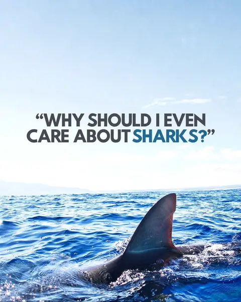 And that’s just the tip of the iceberg… - #sharks #facts #ocean #nature #sharkfacts
