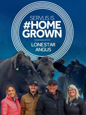 “Not a chance,” he said. She said, “Watch me.” 💪🐄 One cow. One family. One #homegrown legacy on the shores of Sylvan Lake. From a prank gift to nearly 300,000 lbs of beef sold to Albertans — Lone Star Angus is built on grit, family and generations of determination. Proud to support Alberta farmers doing it their way. 💚 🔗 Learn what we can do for your farm https://servus.ca/business/agri-business