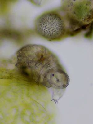 A tardigrade is difficult to see without magnification, yet it lives in moss growing in everyday places. With a soaked sample and a microscope, you can observe these tiny—but giant in their own world—animals crawl around. Nat Geo Explorer @Ariel Waldman shares more fascinating details about these microwildlife species.