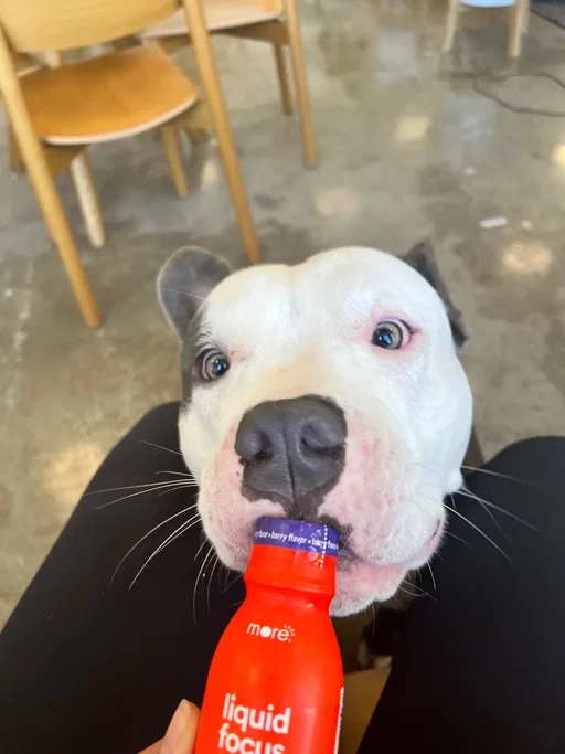 Not officially #NationalPetDay…but your feed deserved a furry little reset before the weekend 🐾   At More Labs, we believe in taking care of ourselves so that we’re ready for all the zoomies, treat runs, couch cuddles and the inevitable 6 am wake up call 😉 Here’s to getting MORE out of life with your favorite sidekick 🐾 #PetsOfTikTok #dogsoftiktok #catsoftiktok #petparent 