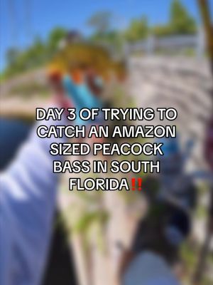 Day 3… MISSION COMPLETE. 🦚🔥 • • I finally caught an “Amazon-sized” peacock bass right here in South Florida and this series is officially coming to an end. Thank god @cristian was awake when I called him because if not for him, I wouldn’t have caught this fish. This one is definitely a memory I’ll never forget. 🎥🐟 • • Now it’s time for the next challenge… 👀 Comment below which species y’all want to see me target next! ⬇️ • • #fishing #florida #peacockbass #viral #fyp 