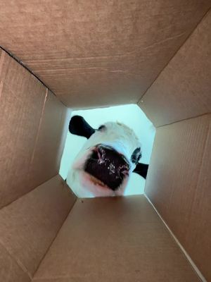 Trying to get the last Pringle! #cow #brucethecow #farm #animals