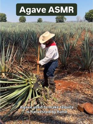 Before agave can become Tequila it must be harvested by hand. This is the work of a Jimador While sounds may be incredibly satisfying, the work is hard  Agave ASMR  ##tequila##jimador##asmr##agave##jalisco