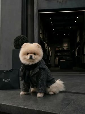It’s a lifestyle 🥀🐕