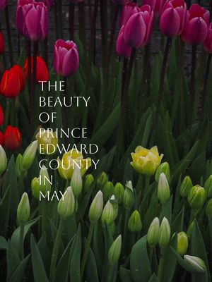 A breath of fresh air 🌸☀️🧡 Prince Edward County, Ontario, Canada Yours to discover ✨ #princeedwardcounty #visitthecounty #discoverON #Ontariotravel #Ontario