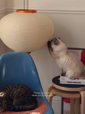 Slow down so you don’t miss the moments that quietly make a home 💆🏻‍♀️🐈🐈 #homedecor #interior #catsathome #vitra #akari10A