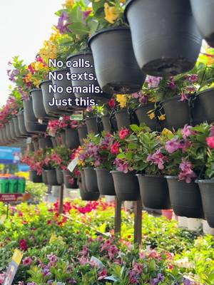 Play this 3 times to reset your algorithm. You can thank us later. 🌸🐝 #gardencenter #PlantTok #springgarden 