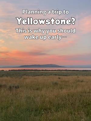 The biggest perk of waking up before sunrise to get to the park early? Beating all of the crowds!✨🦬 #TikTokGoVacationFun #YellowstoneNationalPark #TravelTips #KateOutdoors 
