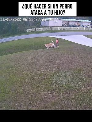 🐕 ¿Qué hacer si un perro ataca a tu hijo? Los primeros 60 segundos cuentan. 🚨⚖️ Un ataque de perro es una situación traumática, pero actuar correctamente desde el inicio es fundamental para proteger a tu familia y asegurar justicia. Estos son los pasos que los abogados de lesiones personales recomiendan: 1️⃣ Llama a la policía: No dejes que nadie te convenza de no hacer un reporte oficial. Este documento es una prueba clave. 👮‍♂️📄  2️⃣ Busca atención médica de inmediato: Cada mordida debe quedar documentada profesionalmente en una sala de emergencias. 🏥🩹  3️⃣ Identifica al dueño: Consigue el nombre completo y la dirección física del dueño, no solo su número de teléfono. 🏠🔍 Ya sea que hayas sufrido un accidente, una lesión laboral o estés lidiando con trámites migratorios, mereces a alguien que te apoye.  En Brooks Law, ayudamos a personas reales a superar algunos de los momentos más difíciles de la vida. Nuestras consultas son siempre GRATUITAS y lo primero que hacemos es escucharte.  Envíanos un mensaje de texto o llámanos al 617-245-8090 para reservar tu consulta hoy mismo. 🛡️💼 #SeguridadInfantil #AtaqueDePerro #BrooksLaw #LesionesPersonales #ConsejosLegales