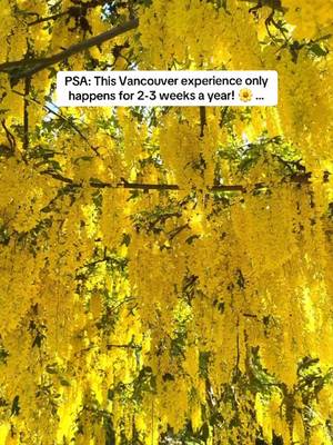 IT'S HAPPENING! 💛🌼 The Laburnum Walk at VanDusen Botanical Garden is in full bloom. This phenomenon only happens for 2-3 weeks so be sure to add this spring moment to your Vancouver bucket list before it disappears for another year. 🌼 📍Vancouver, BC #explorebc #garden #springflowers #vancouver #yvr
