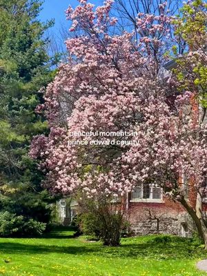 breathe. you’re on county time now 🩵🌱✨🌞🌸☀️  #princeedwardcounty #visitthecounty #discoverontario #ontarioroadtrips #fyp 