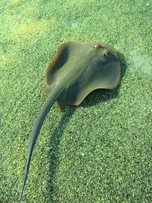Today is Endangered Species Day and we're shining the light on one of the most misunderstood marine creatures - stingrays! One simple way we can help protect stingrays is by making sustainable seafood choices and reducing our flake consumption! #endangeredspeciesday #stingray