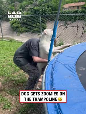 Dogs are literally just big kids 😂 🎥 @viralhog #Ireland #irish #trending #irishhumour #dogs