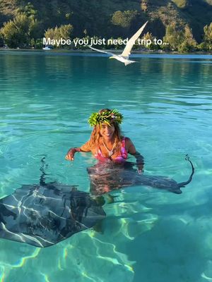 YOUR CHANCE TO JOIN US 💧🐋👇🏼 We’ve decided to open up one final week to join us in Polynesia this year to swim with whales! 🐋 📍August 9–15, 2026 Only 4 spots available. There’s truly nothing like being in the presence of humpback whales while experiencing the magic of these islands, the culture, and the ocean alongside an amazing group of people 💙 We’re so excited to share this special week with you guys. DM me the word “WHALE” or click the link in bio to book your spot 🙌🏼