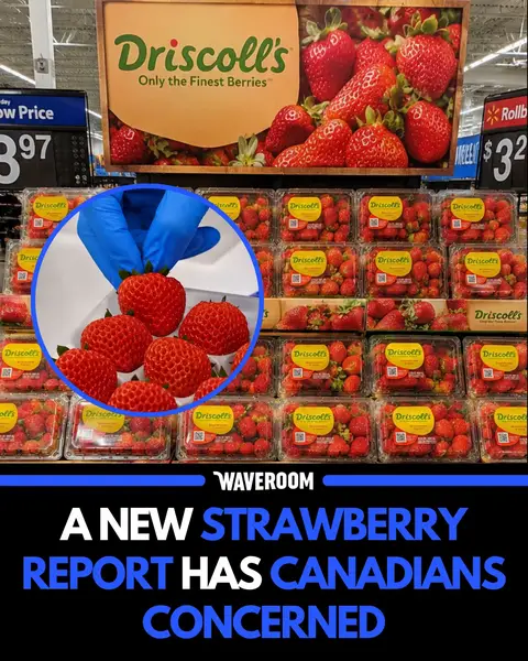 A recent investigation claims conventional Driscoll’s strawberries tested positive for 12 pesticide residues, including some chemicals linked to PFAS “forever chemicals.” 🍓⚠️ The report says the levels were still within U.S. federal safety limits, but it’s sparked concern online over long-term exposure and food safety. Meanwhile, organic samples reportedly showed no detectable residues. Follow @waveroomtv_ for more Toronto content! DM us your videos/photos to be featured on the page! We aim to keep our space respectful. Hate/racism comments are not tolerated and will be removed to the best of our capabilities. 🏷️ #waveroom #waveroomtoronto #toronto #canada #mississauga