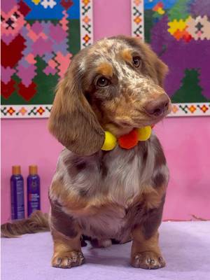 He is so jiggly . #dogs #doggrooming #daschund 