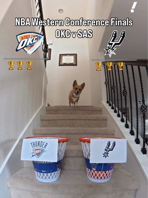 Air Corgi makes predictions for the Spurs-Thunder Western Conference Finals showdown 🍿 #corgi #thunder #spurs #playoffs #NBA @STEPH FURRY | Fluffy Mamba 