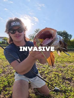 I caught a GIANT snakehead in a TINY canal‼️ #fyp #fish #fishing #snakehead #florida 