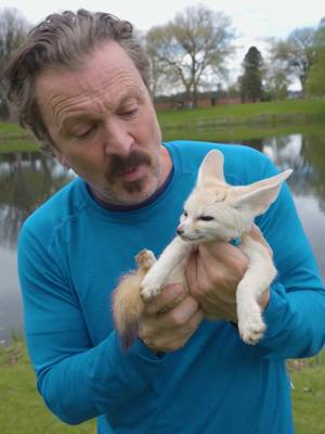 Kissing the smallest canine on the planet! #FennecFox #Foxes #AnimalTok #AnimalFacts #CuteWildlife