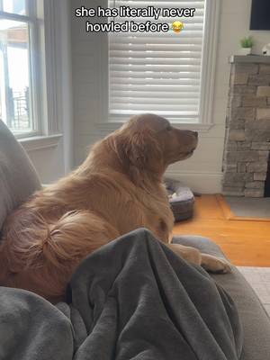 shes like… did i do that?? #goldenretriever #newengland #goldenretrieverlife #funnydog 