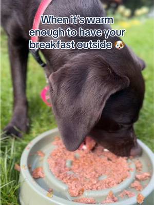 Starting the day right 💙 #butchersdogfood #dogfood #dogsoftiktok #dogtok 