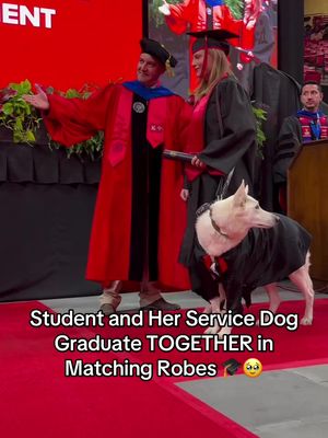 This is the cutest thing I seen all week 🥹🎓 Congratulations to those two! 🎥: TEXAS TECH UNIVERSITY / IG #graduation #servicedog #dog #capandgown 