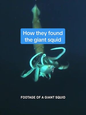 How they found the giant squid… This is the first ever footage of a giant squid in its natural habitat. It took decades to get this footage. And some creative engineering. The further down into the ocean you go the darker it gets, so when scientists make their way down there with ROV’s or subs the lights and motors typically cause animals adapted for cold, dark isolation to flee.  In 2012, one scientist got creative and finally caught some incredible footage of a deep sea creature we’d never seen before in its natural habitat. For more, subscribe!   #deepsea #seamonster #ocean #Science