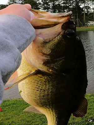 we ALL saw the clip, but you guys didn’t see the full fight yet‼️ • • #fyp #fishing #bassfishing #glidebait #viral 