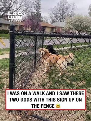 My issue is I would stay here all day 😂   🎥 contentbible   #Ireland #irish #trending #irishhumour #dogs