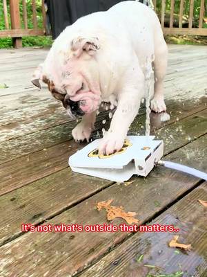 #ad Big mess... don't stress! 🙌🏻 @Nature's Miracle® ❤️ With warmer weather and brighter days ahead, it's time to play outside with our pups and not worry about the mess that it can create inside! Nature’s Miracle Advanced Stain & Odor Eliminator has got you covered! 🙌🏻 It's safe for your pets and home and works every time using bio-enzymatic formulas to treat any and all messes that your pets make! 🙌🏻 So enjoy life and stress less! Click the link in my bio to let Nature's Miracle handle the mess! 🙌🏻❤️ #resetwithnaturesmiracle 