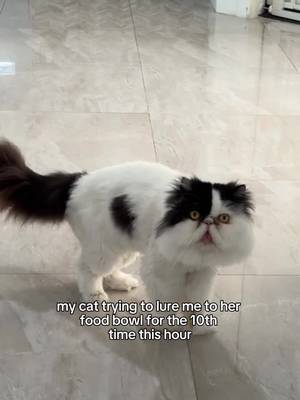 "I have a very important meeting I need you to attend... in the kitchen" 🐾📂
